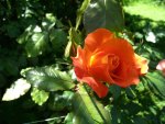 A Orange Rose for my new friend Wina