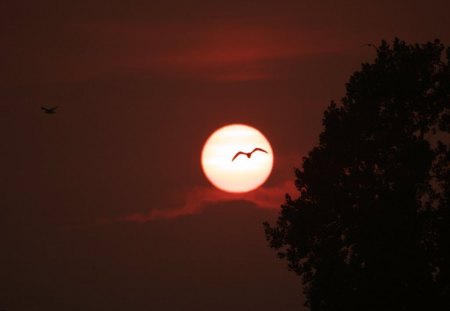 Bird over the sun - bird, tree, sun, wings