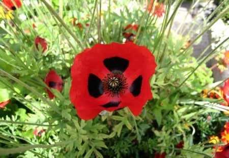 Poppy - red, green, spots, black, flower, poppy