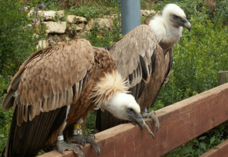 Griffon Vultures - birds, fence, rocks, wings