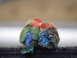 Pair of Parrots