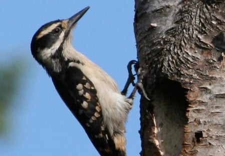 Woodpecker wallpaper - animal, wings, tree trunk, bird