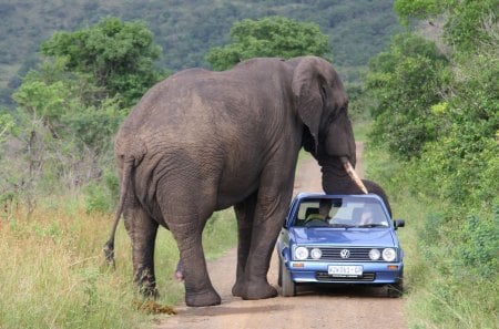 Elephant joyriding - fun, elephant, car, funny