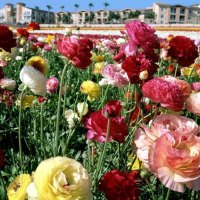 Colourful Poppies.