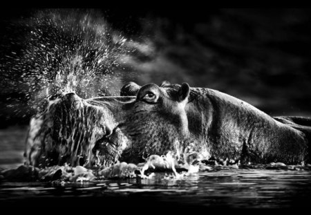 Stunning hippo photo - portrait, hippo, black and white, water