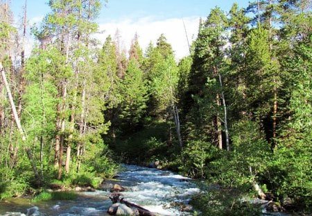 Spring Creek in Yellowstone - nature, waterflow, forest, yellowstone, creek