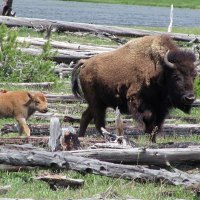 Buffalo Mom and Baby