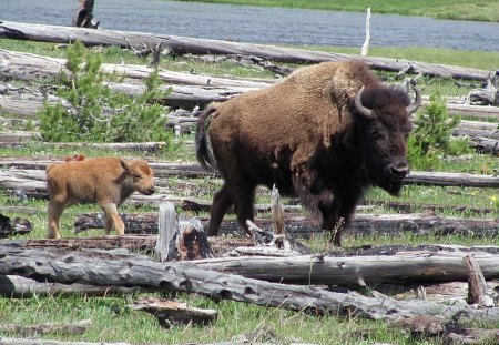 Buffalo Mom and Baby - prairie, baby animal, bison, buffalo, yellowstone