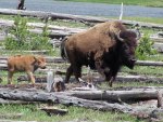 Buffalo Mom and Baby