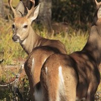 2 Young Bucks In The Woods