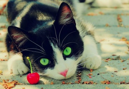 Deep Green Eyes - pets, big cats, black and white cat, cherry, green eyes, paws, small cats, nature, kitten, stare, cats, whiskers