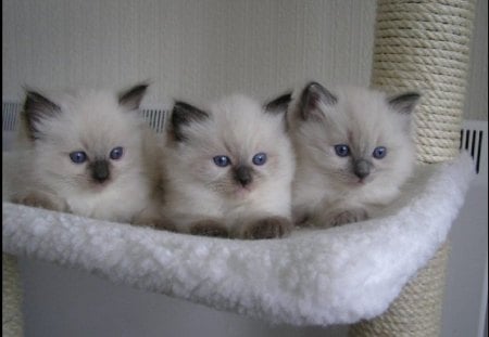 cute basket - basket, cute, kittens, cats