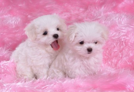 Adorable Puppies - nice, white, soft, pinky