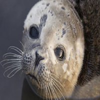 Seal