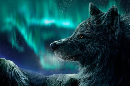 Wolf - animal, northern, lights, wolf