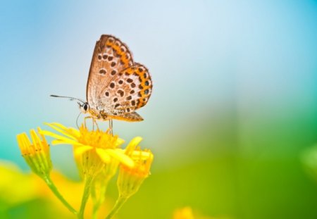 Happy dayâ™¥ - sunshine, animals, wings, field, shine, yellow, forever, little, love, serene, summer, bright, nature, tiny, butterfly, precious, beautiful, happy, flower