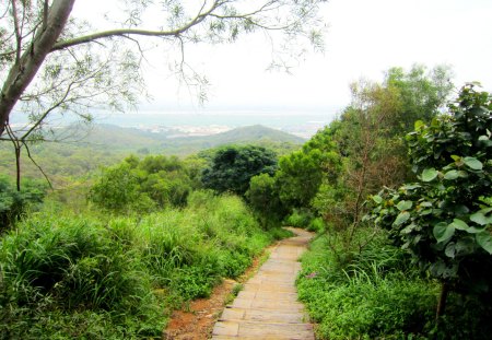 Mountain trail - trail, scenery, grass, mountain, tree