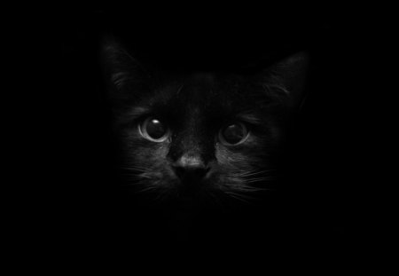 DARK AS NIGHT - felines, animals, cats, eyes, black cats, pets, black