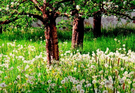 DANDELION GARDEN - dandelions, trees, field, plants, garden, spring