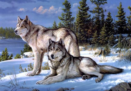 Wolves in Snow