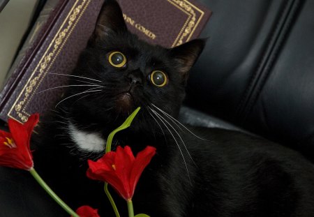 FLOWER CHILD - red, felines, pets, cats, lilies, flowers, books, black cats