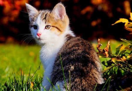 Cat - cute, domestic, animals, cat