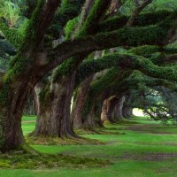 Old Trees