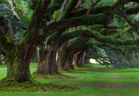 Old Trees - old, trees, row, grass