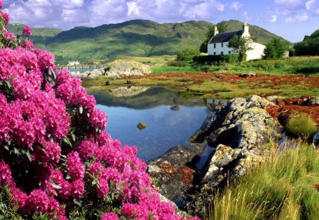 Lake - lake, flowers, house, nature, grass