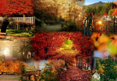 Collage of Fall Color - autumn, fence, trees, light, path, gold, country, bright, fall, church, chapel, leaves, orange, color, house, lane