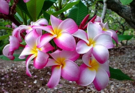 Delicate pink flowers - summer, flower, forest, ground, beautiful, leaves, nature, park, delicate, pretty, soft, spring, stones, garden, nice, lovely, green