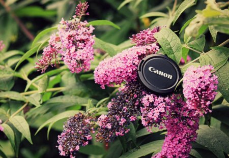 Canon Cap - canon, pink flowers, beautiful, flowers, photography, nature