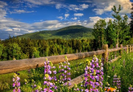 Beautiful Nature - fields, sky, trees, forests, colorful, nature, clouds, beautiful, flowers