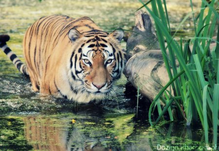 Tiger - lakes, cats, animals, tiger, beautiful, nature