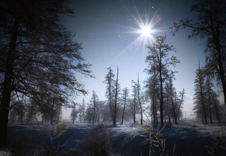 magic winter landscape - winter, forest, sun, sky