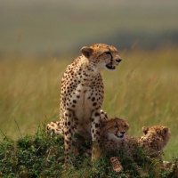 Cheetah and cubs