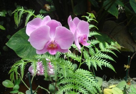 ORQUIDEAS - flor, flora, natureza, lilas