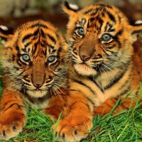 Baby Tigers