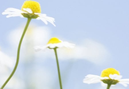 MARGARIDAS - flor, flora, natureza, margaridas