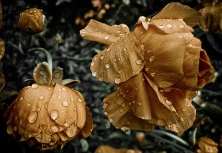 ROSAS - flor, flora, natureza, rosas