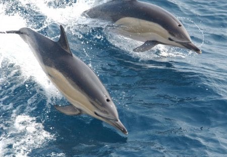 a pair of dolphins - animal, dolphins, water, abstract