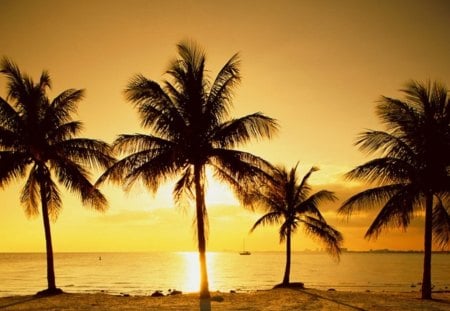 Evening in tropics - boats, trees, sunset, water