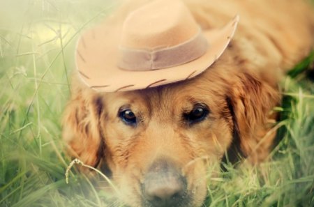 Cute dog - animal, hat, rest, puppy, loyal, dog