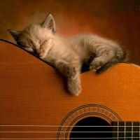 Adorable Kitten Sleeping on a Guitar