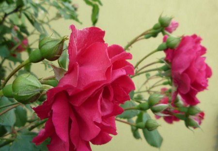 ROSY CHEER - buds, roses, pink, petals, green, gardens, flowers, plants