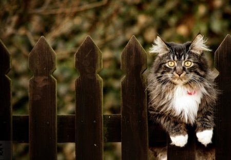 Cat on a fence - wood, yellow eyes, fence, cat, animal, cute, kitten