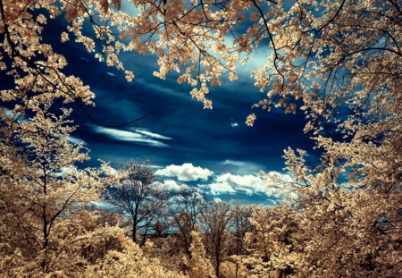 Magical frame - sky, trees, frame, magical