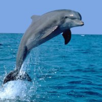 cute dolphin