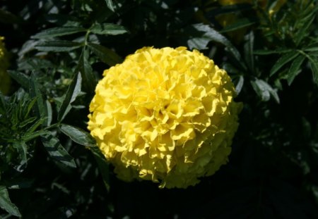 yellow dahlia flower  - brown, flowers, dahlia, photography, yellow, green