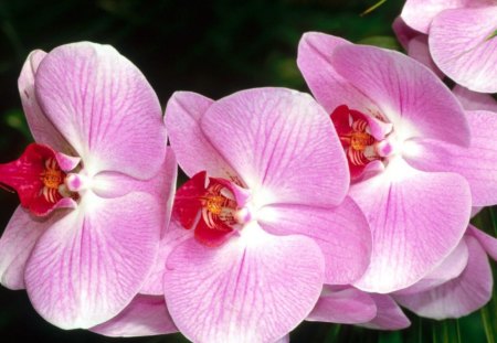 beautiful orchids - tags, beatiful, colombian, paradise